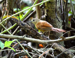 Image of White-lored Spinetail