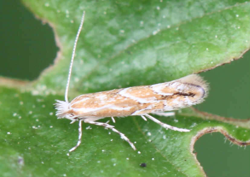 Image of lime leaf miner