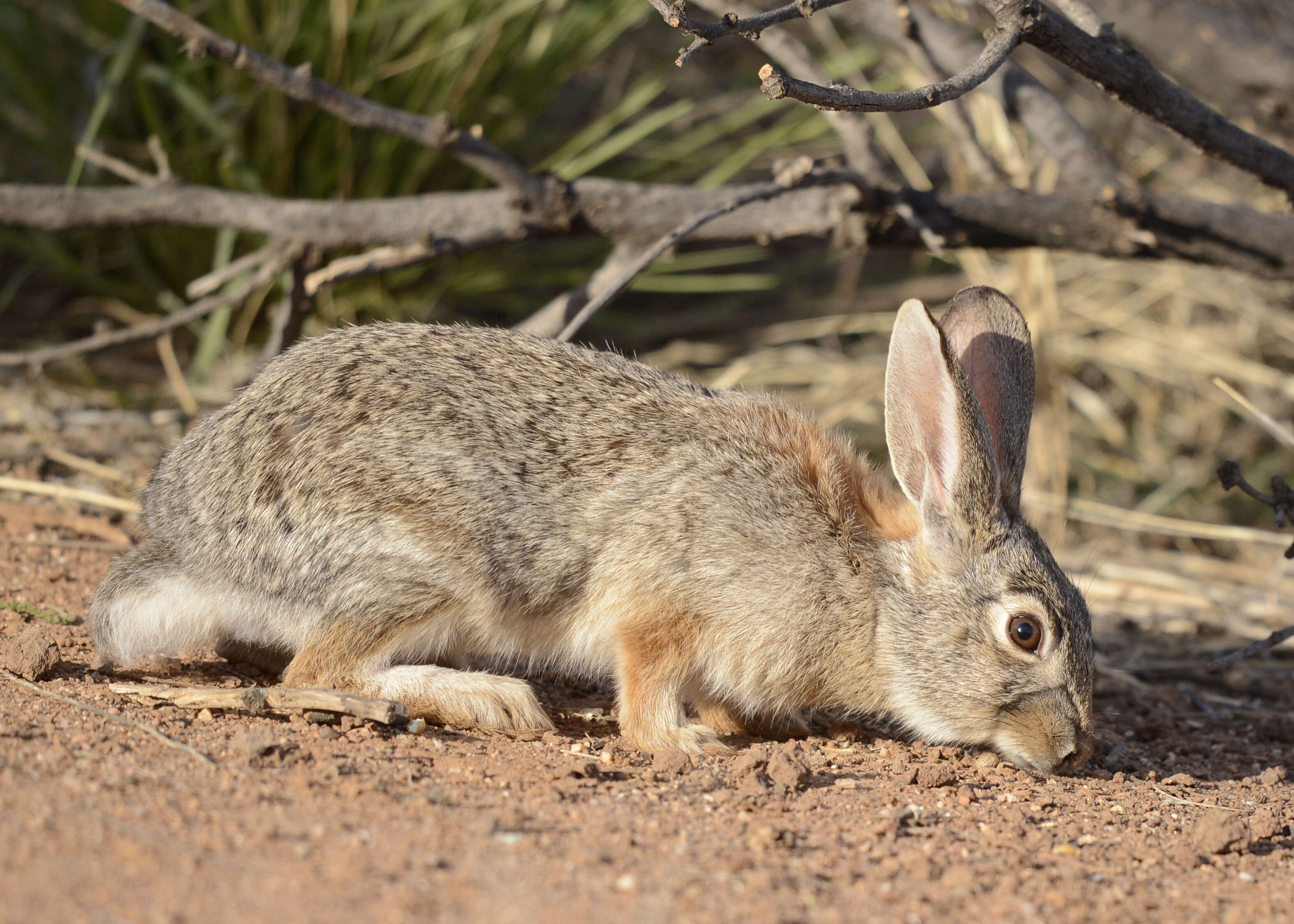 Image of Audubon's Cottontail