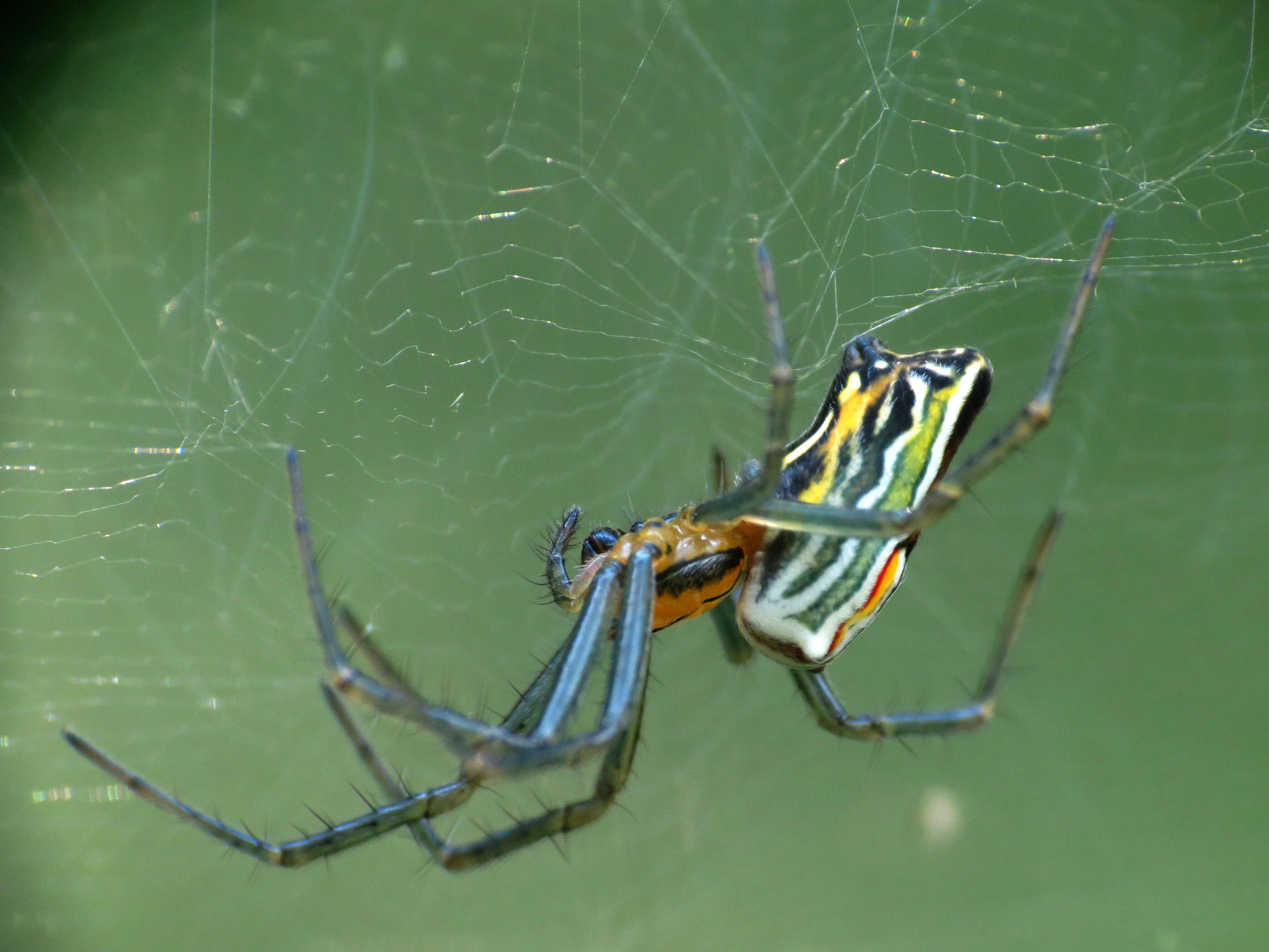 Image of Basilica Orbweaver