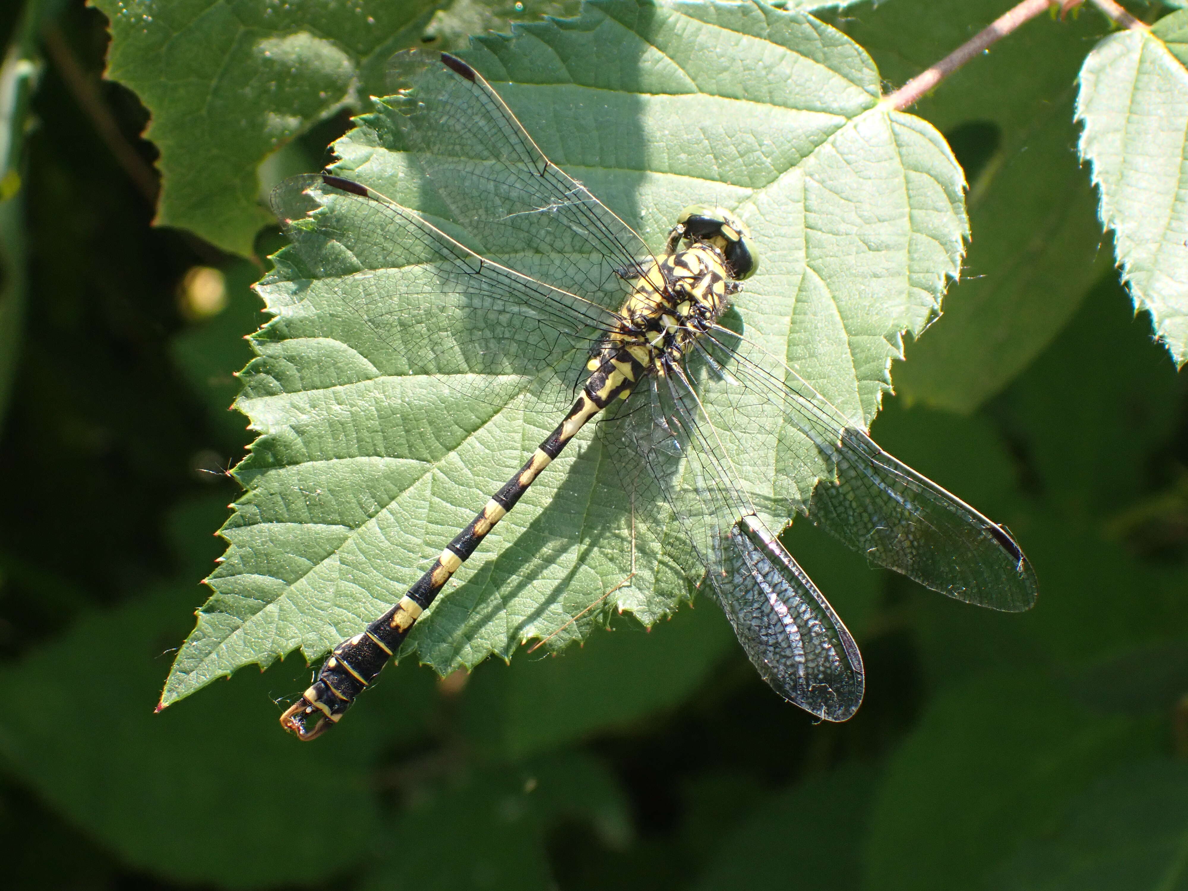 Image of Green-eyed Hooktail