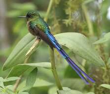 Image of Violet-tailed Sylph