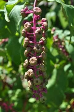 Image of American Nightshade