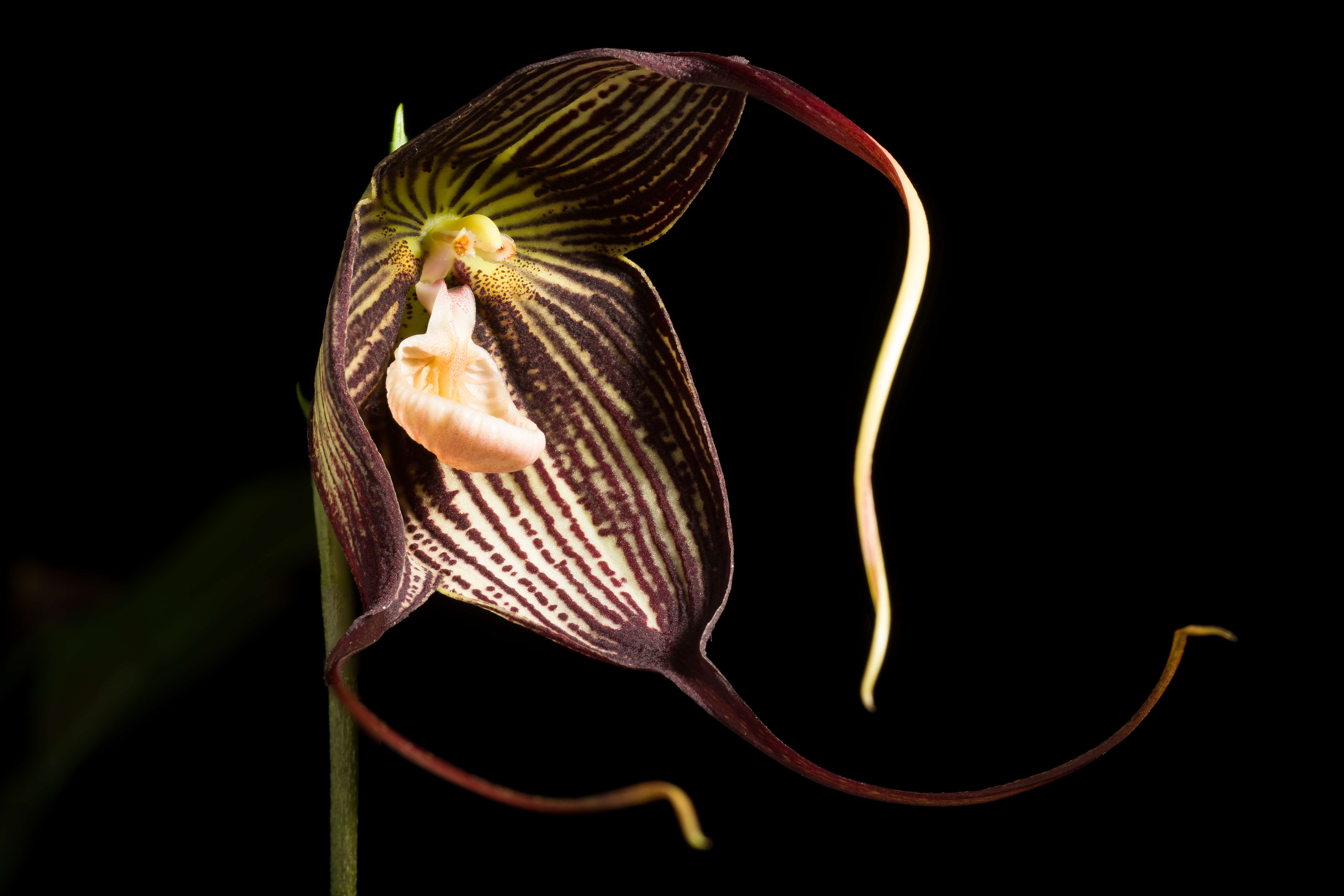 Image of Orchid