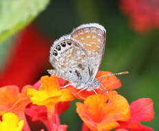 Image of Western pygmy blue