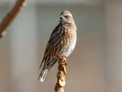 Image of Altai Accentor