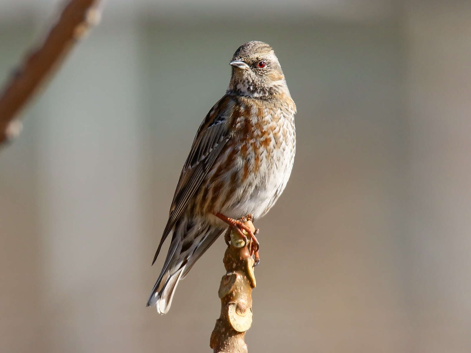 Image of Altai Accentor