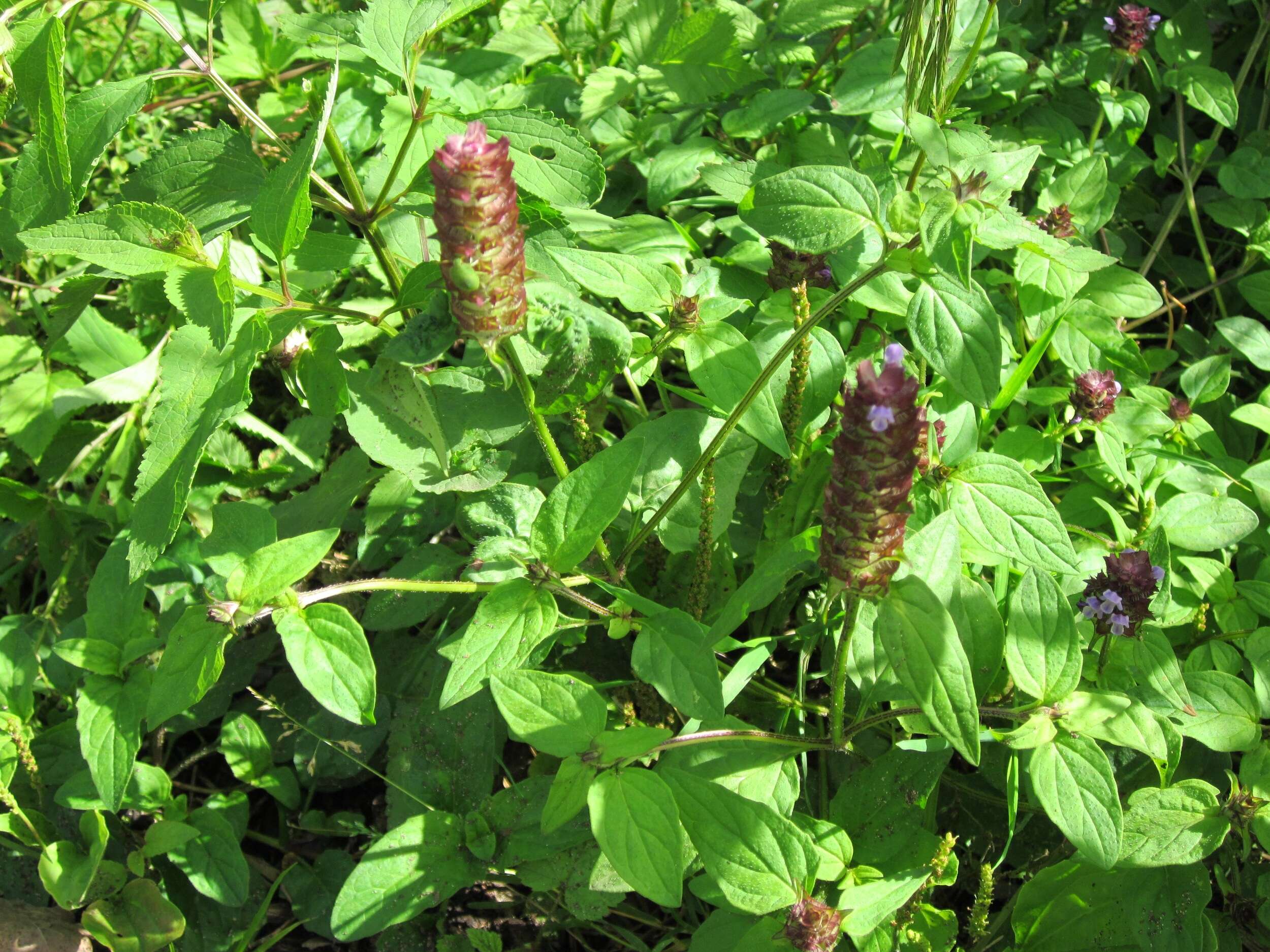 Image of common selfheal