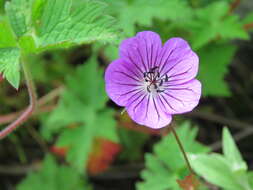 Image of Geranium wallichianum D. Don ex Sweet