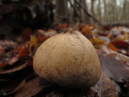 Imagem de Lycoperdon pyriforme Schaeff. 1774