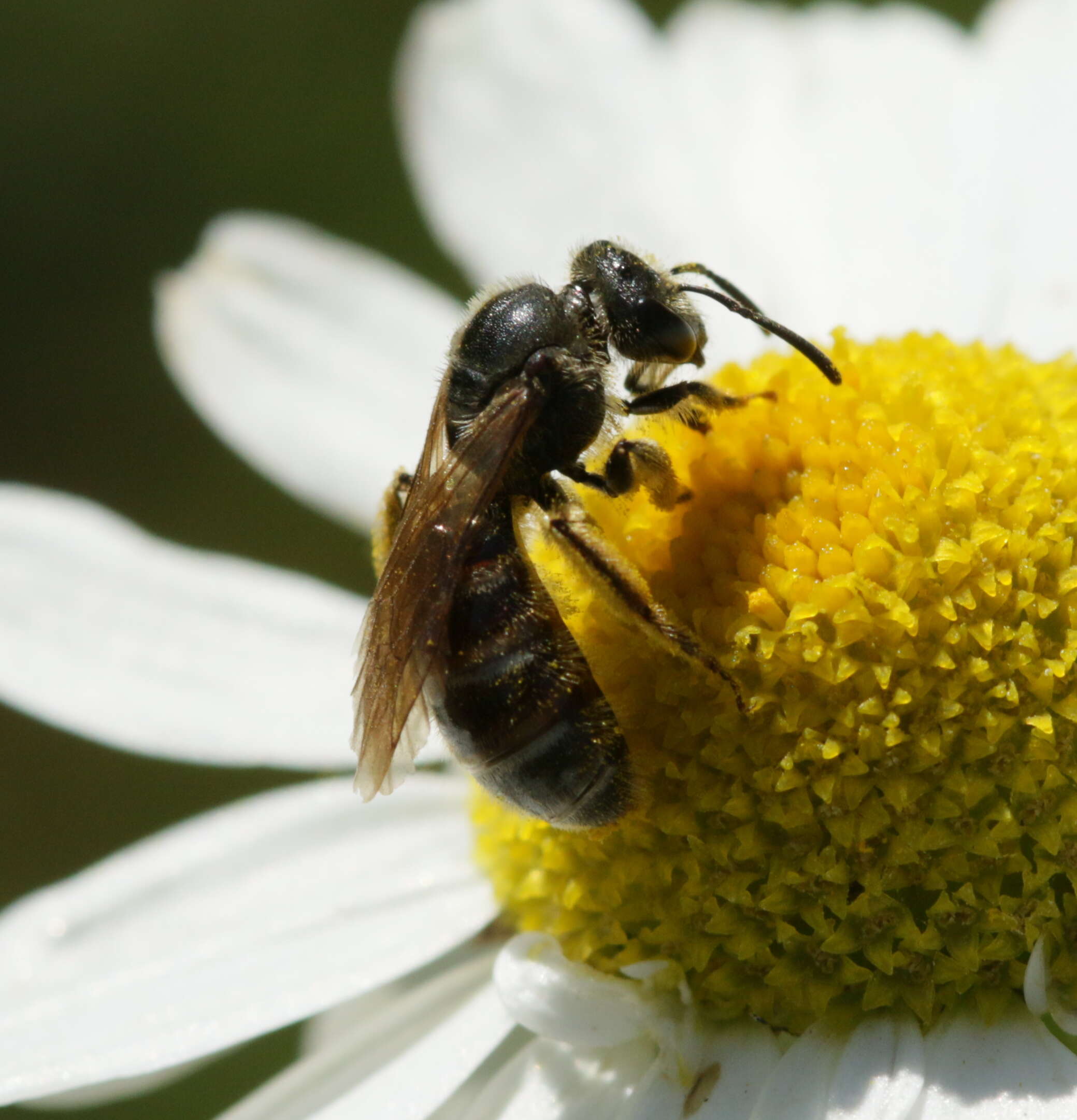 Image of Lasioglossum calceatum (Scopoli 1763)