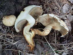 Image of shaggy scalycap