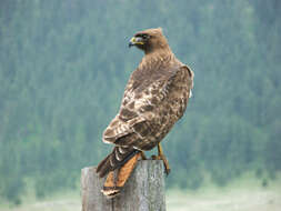 Image of Red-tailed Hawk