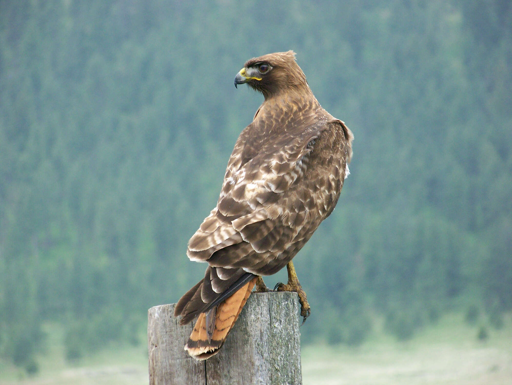 Image of Red-tailed Hawk