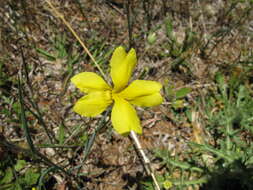 Image of Goodenia pinnatifida Schltdl.