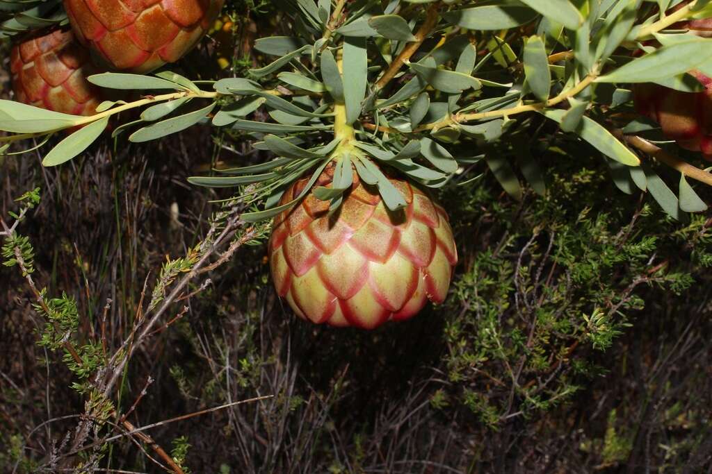 Image of Protea namaquana J. P. Rourke