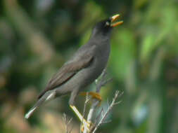 Image of Crested Myna