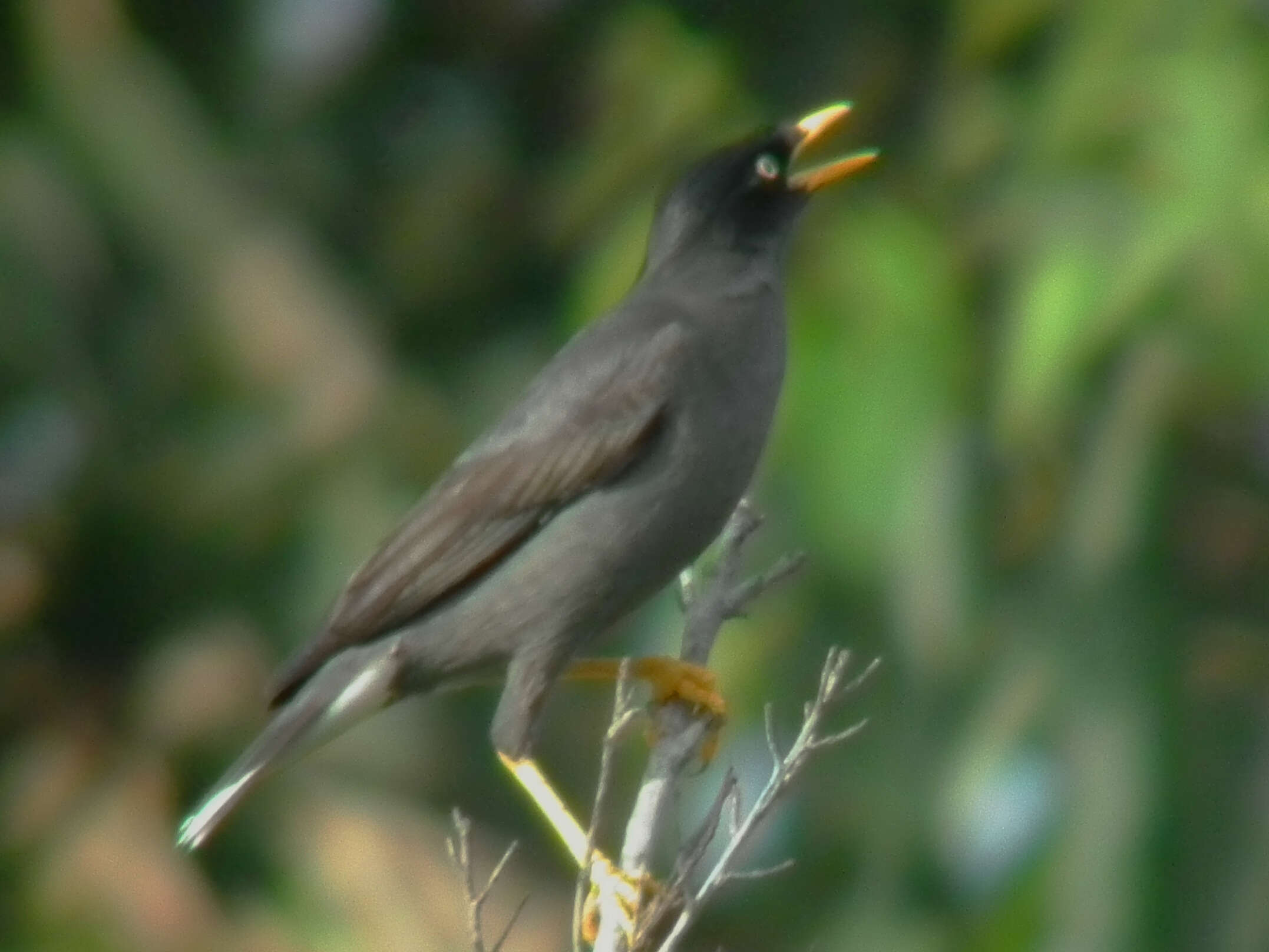 Image of Crested Myna