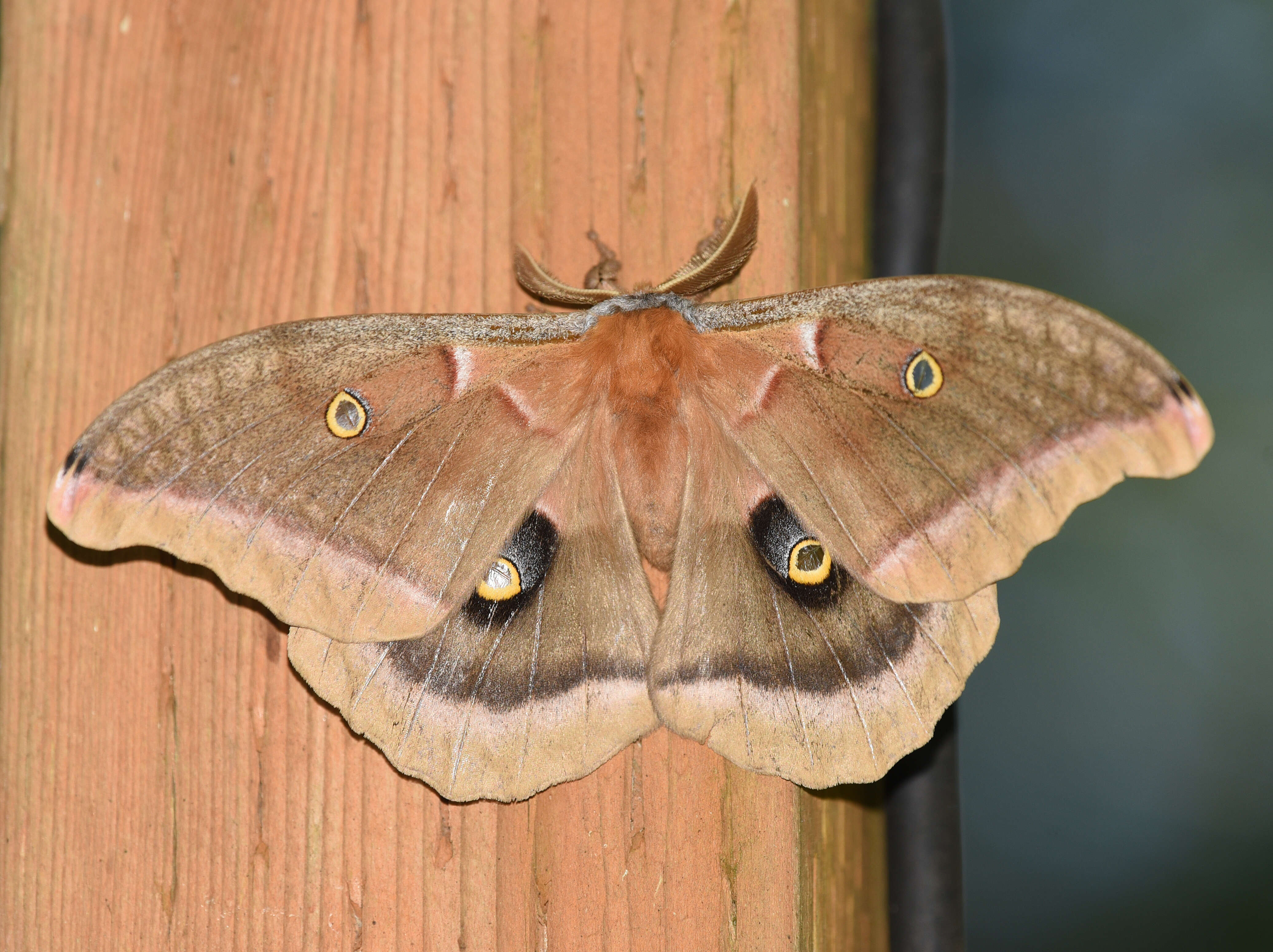 Image de Antheraea subgen. Telea Hübner (1819)