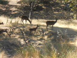 Image of Cervus elaphus hispanicus Hilzheimer 1909