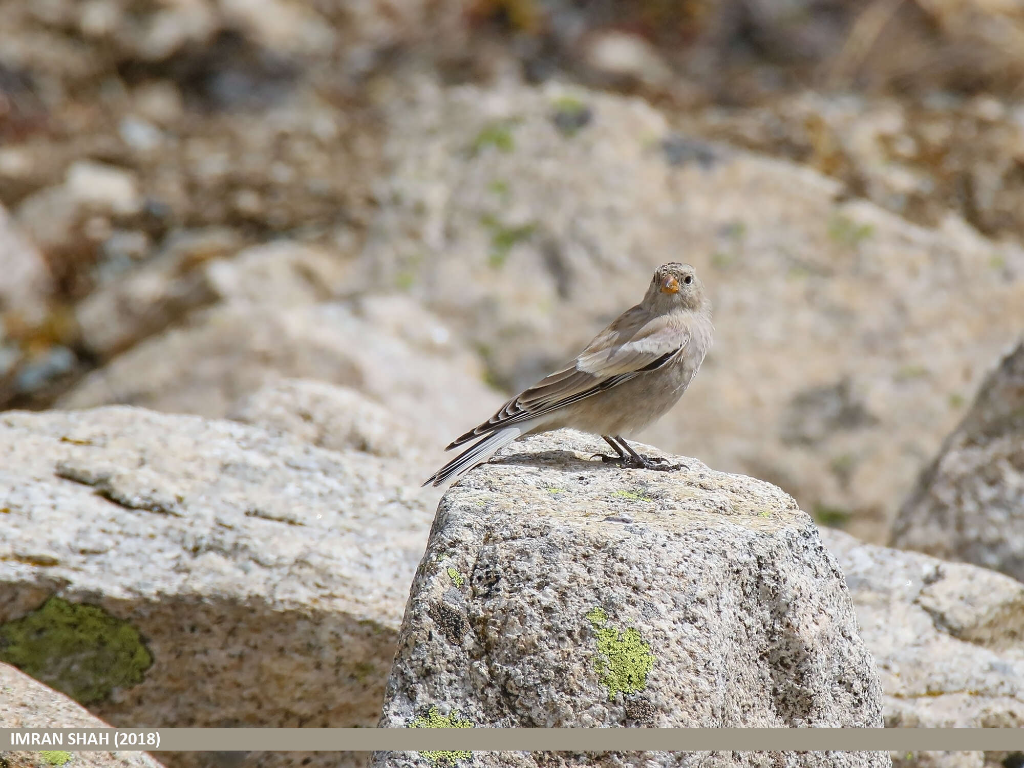 Image of Black-winged Snowfinch