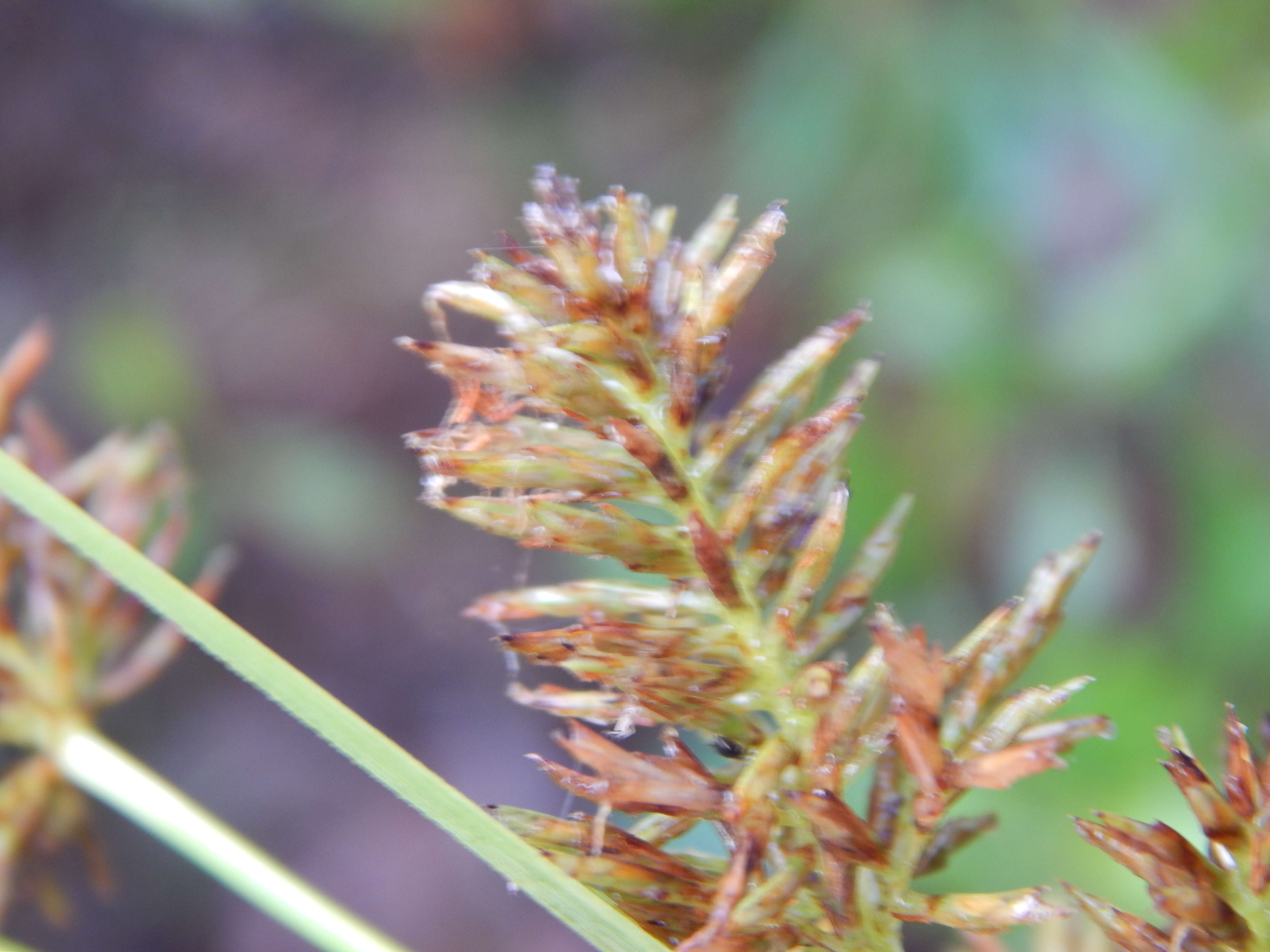 Image de Cyperus hillebrandii Boeckeler