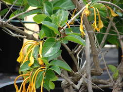 Image of Lonicera hildebrandiana Collett & Hemsl.