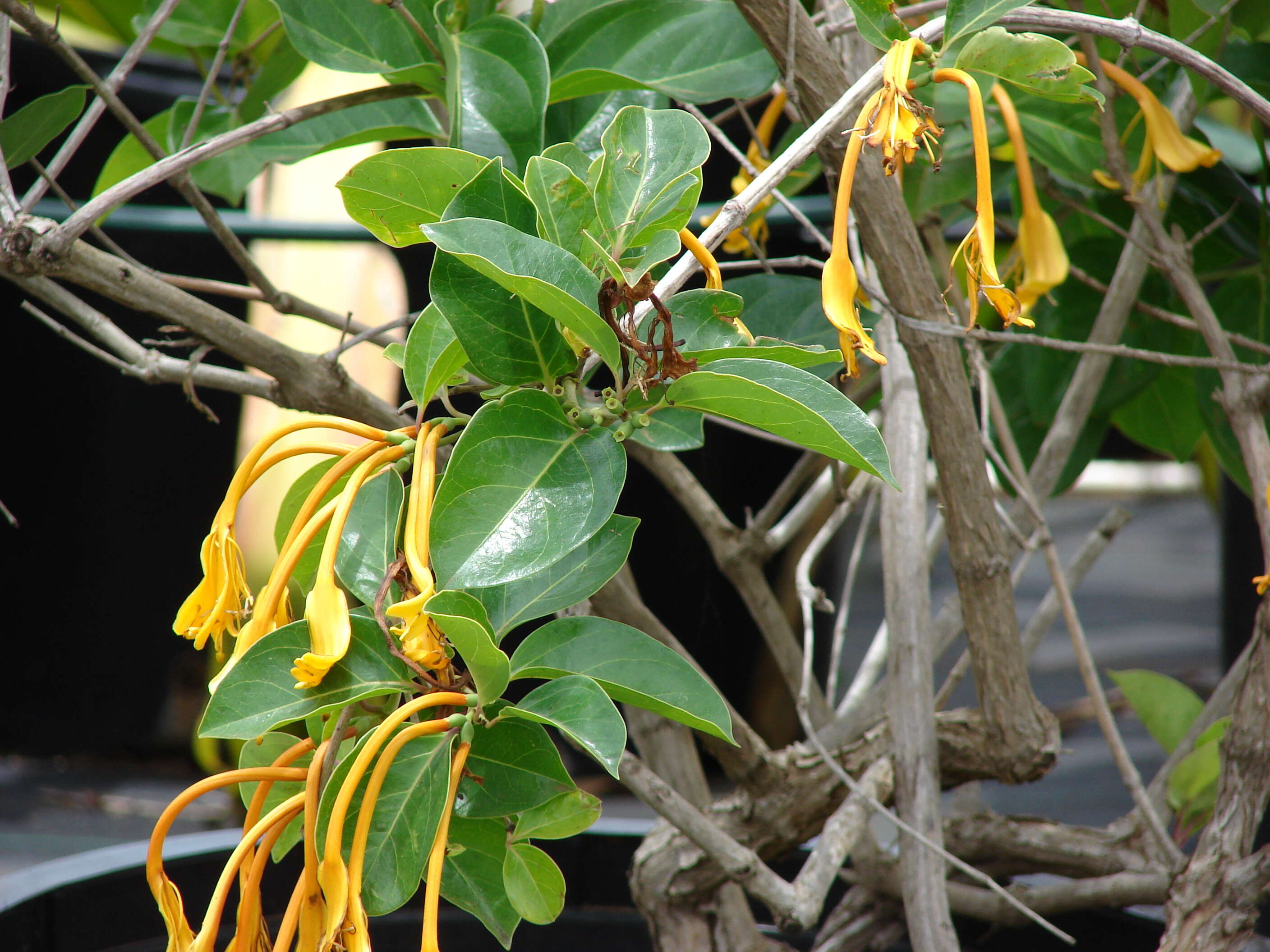 Image of Lonicera hildebrandiana Collett & Hemsl.