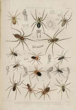 Image of Antistea elegans (Blackwall 1841)