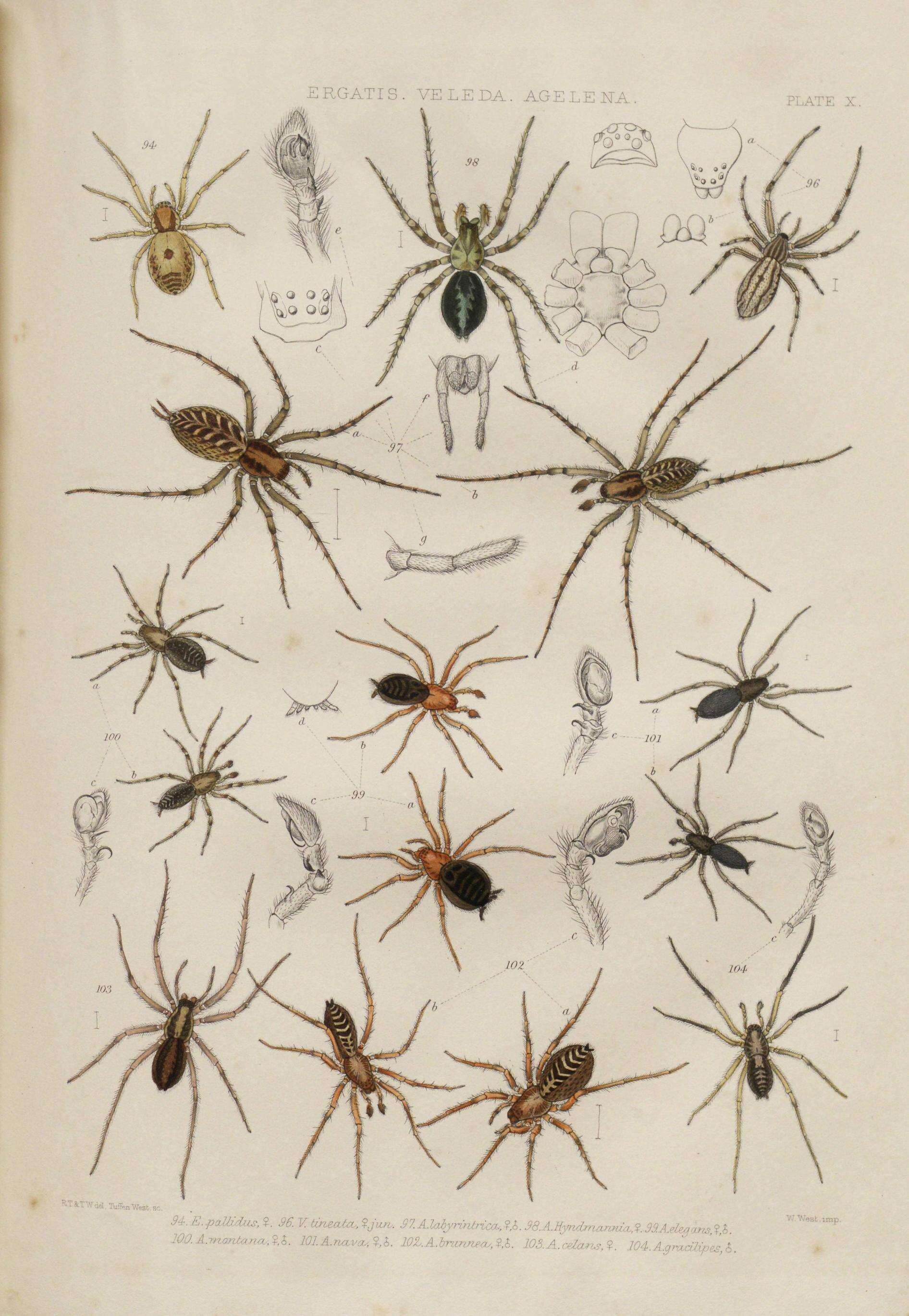 Image of Antistea elegans (Blackwall 1841)