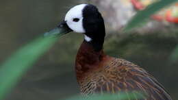 Image of White-faced Whistling Duck