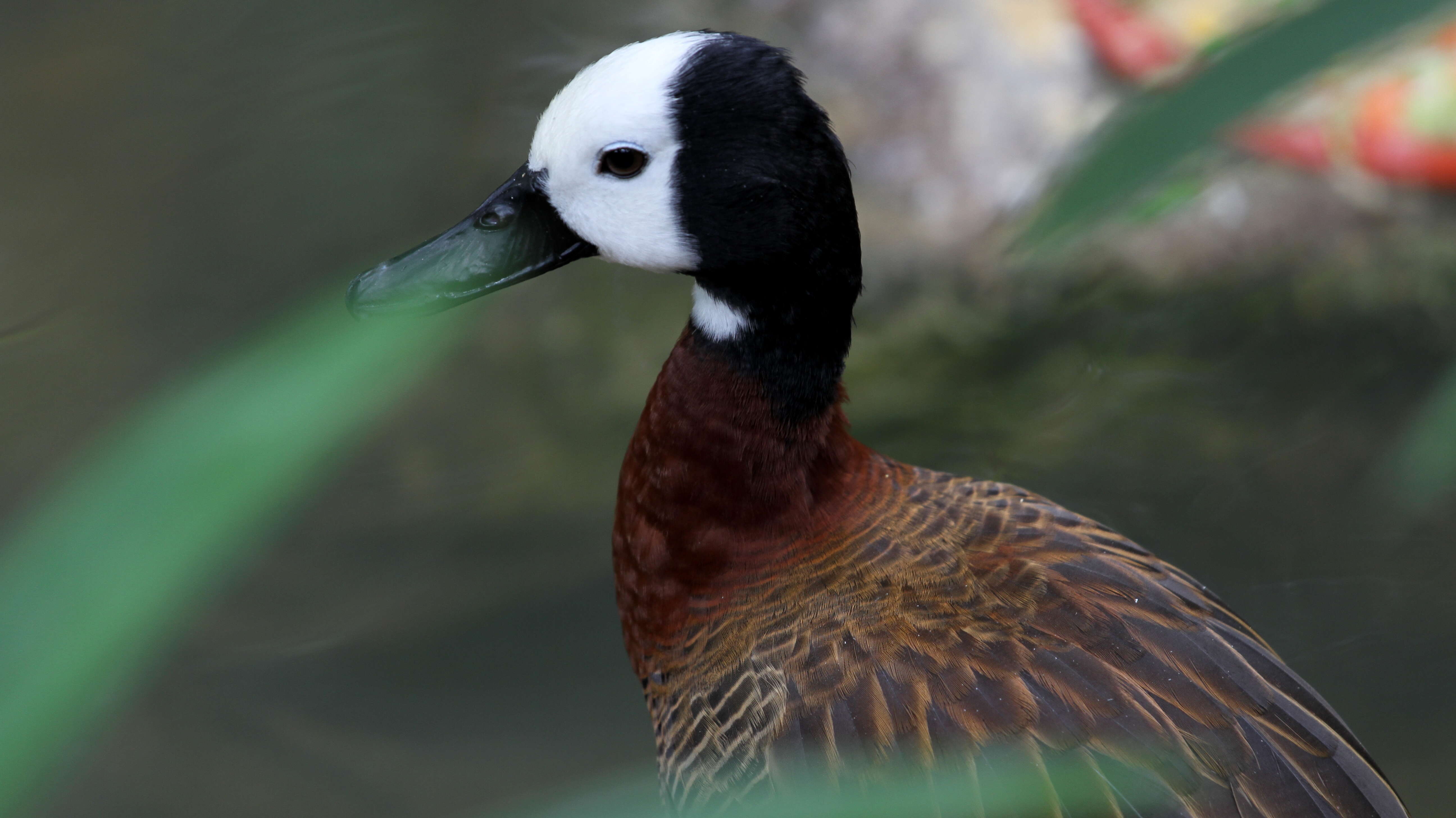 Image of White-faced Whistling Duck