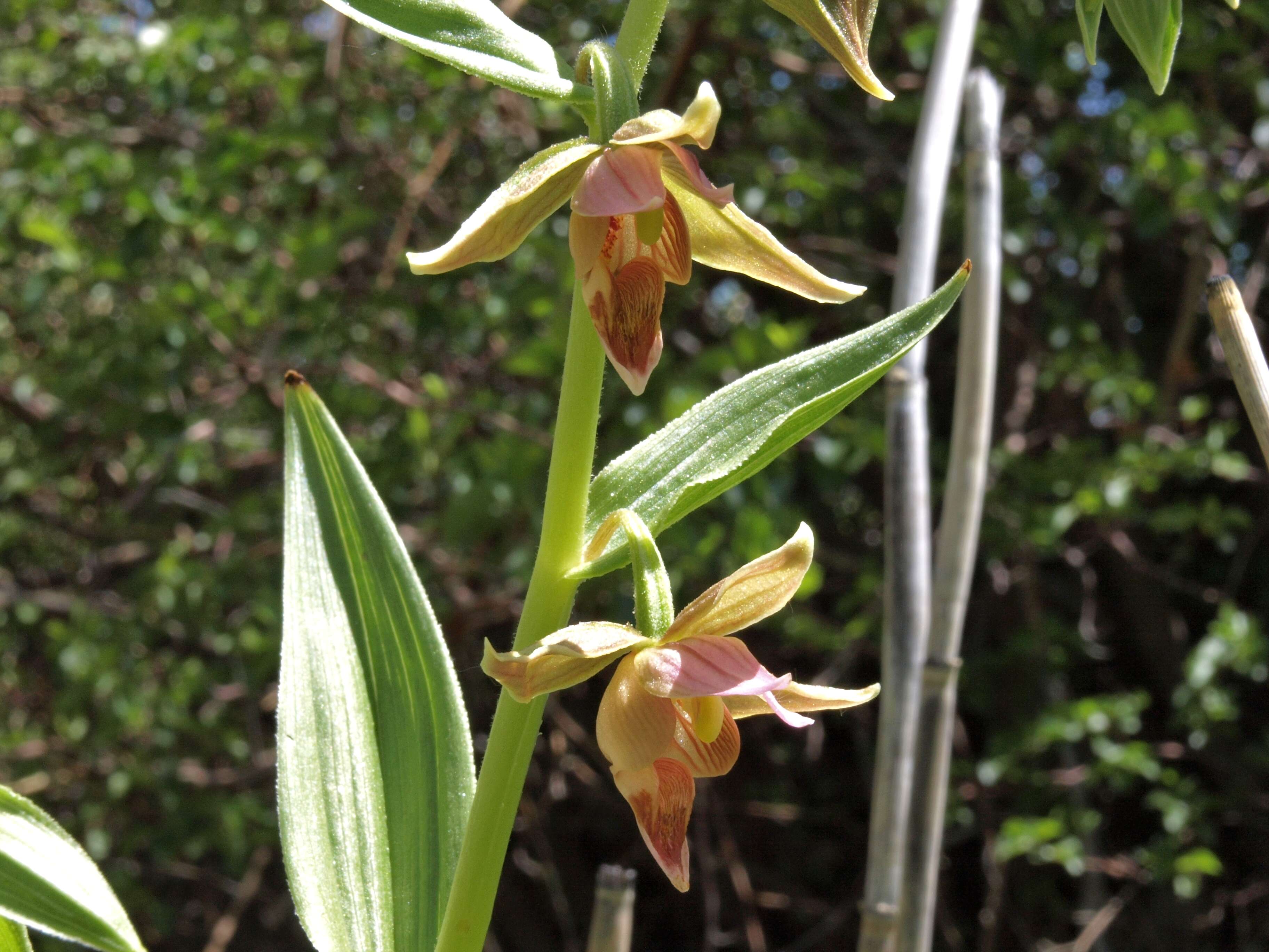 Image of Stream orchid