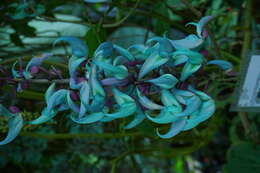 Image of Jade Vine