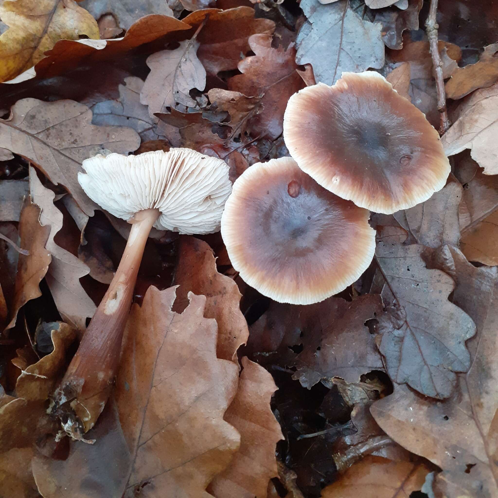 Image de Rhodocollybia butyracea (Bull.) Lennox 1979