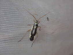 Image of Two-spotted Grass Bug