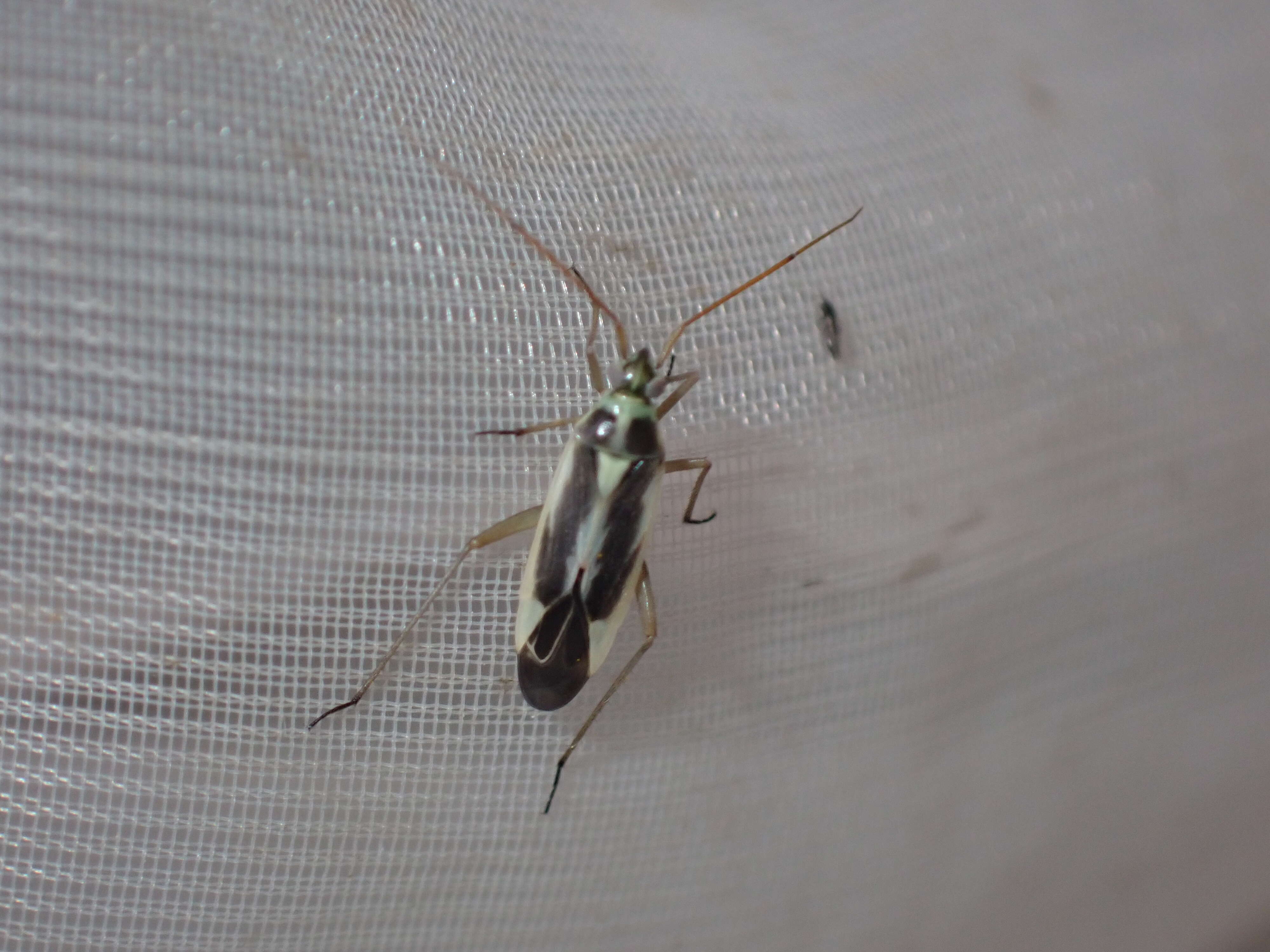 Image of Two-spotted Grass Bug