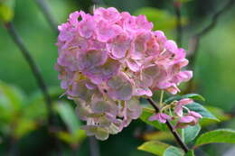 Image of panicled hydrangea