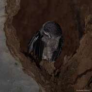 Image of Greater Sooty Owl