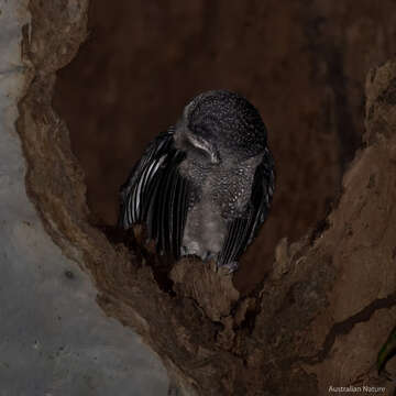 Image of Greater Sooty Owl