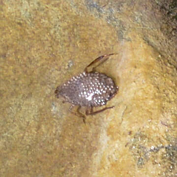 Image of giant water bug