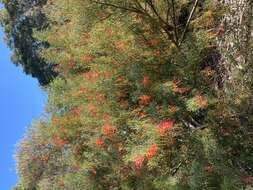 Image of Grevillea dielsiana C. A. Gardner