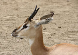 Image of Gazelle de Soemmerring