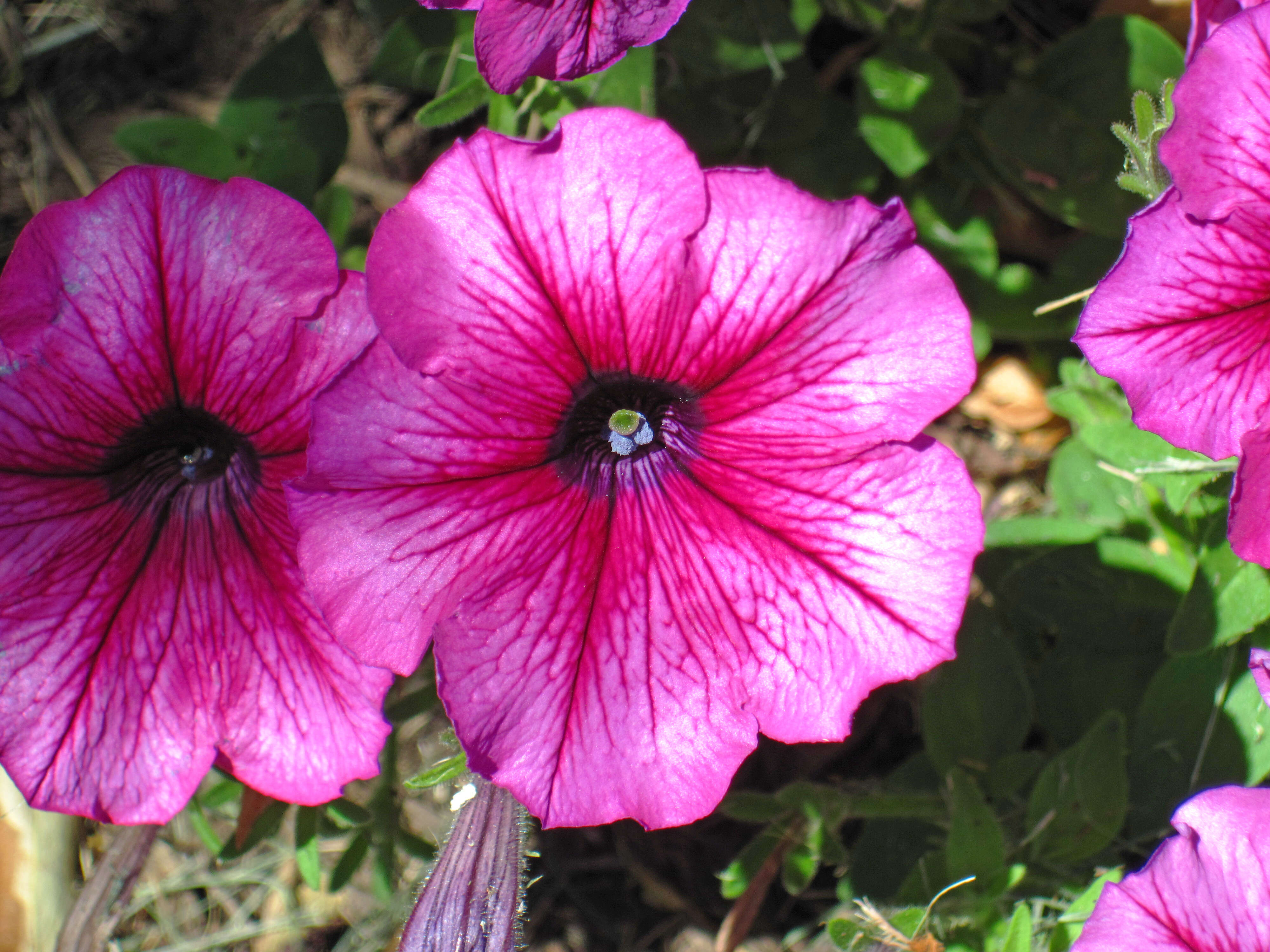 Image of petunia