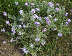 Image of Matthiola tricuspidata (L.) W. T. Aiton