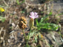 Image of Proliferous Pink