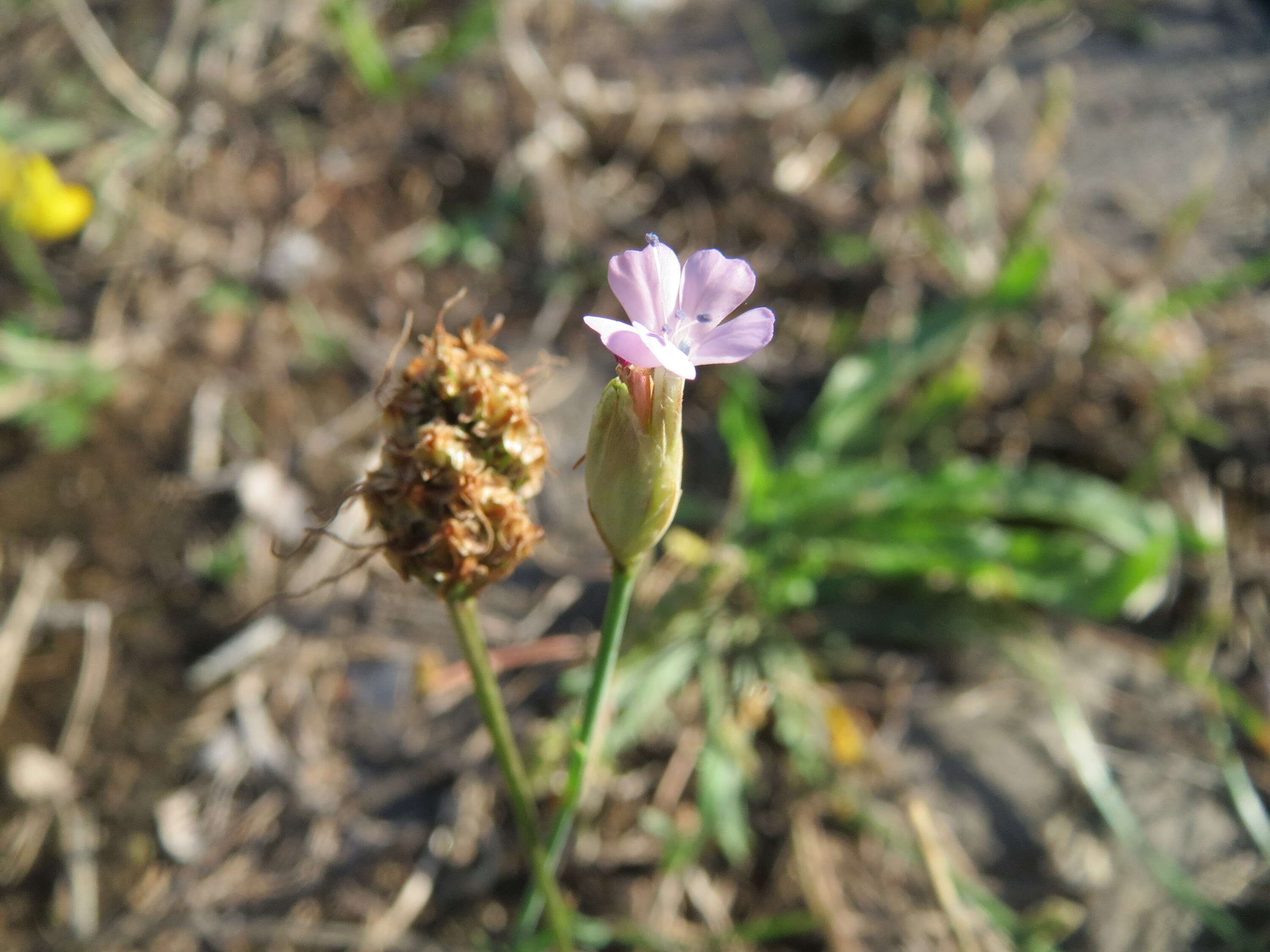 Image of Proliferous Pink