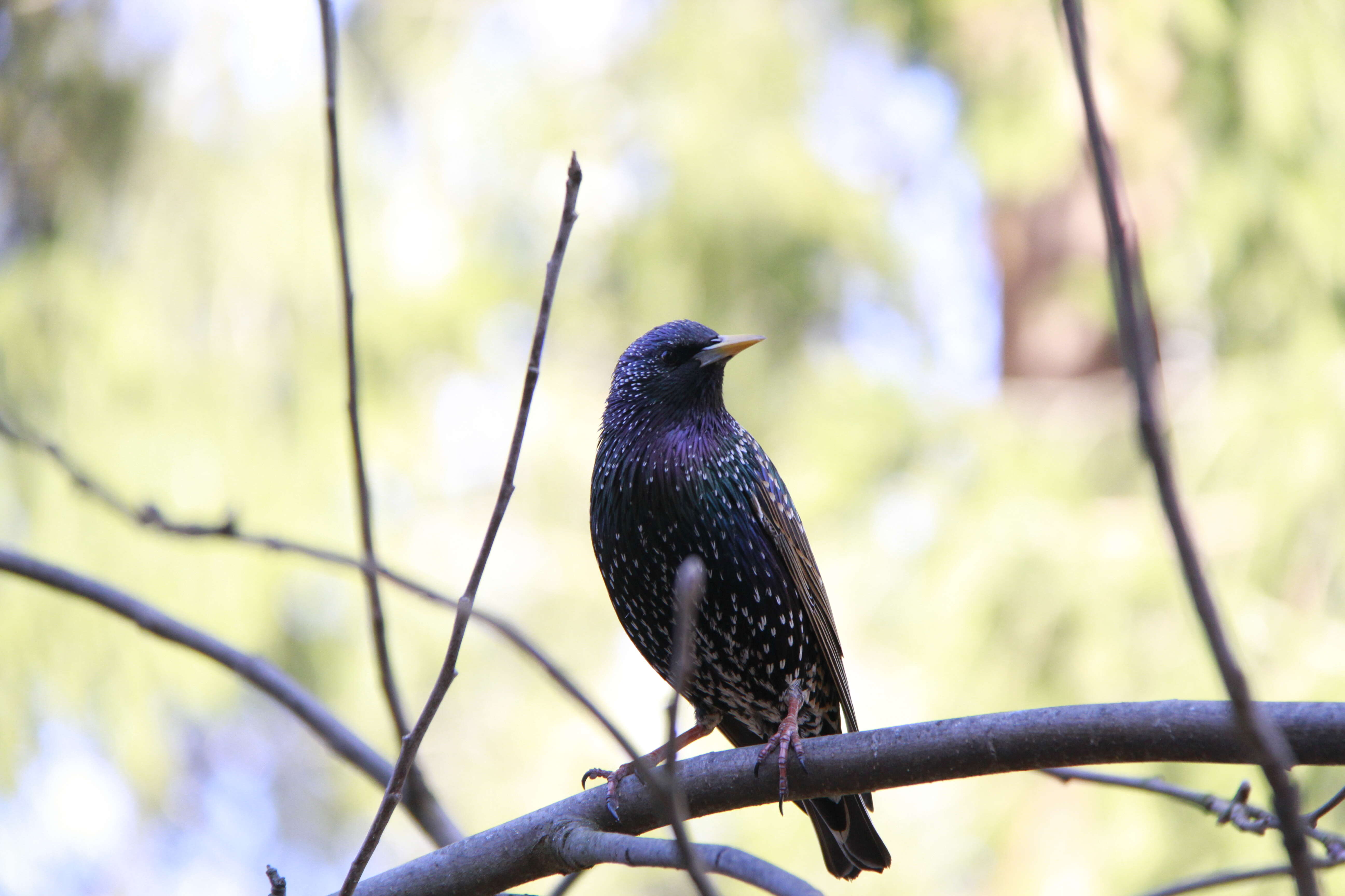 Image of Sturnus Linnaeus 1758