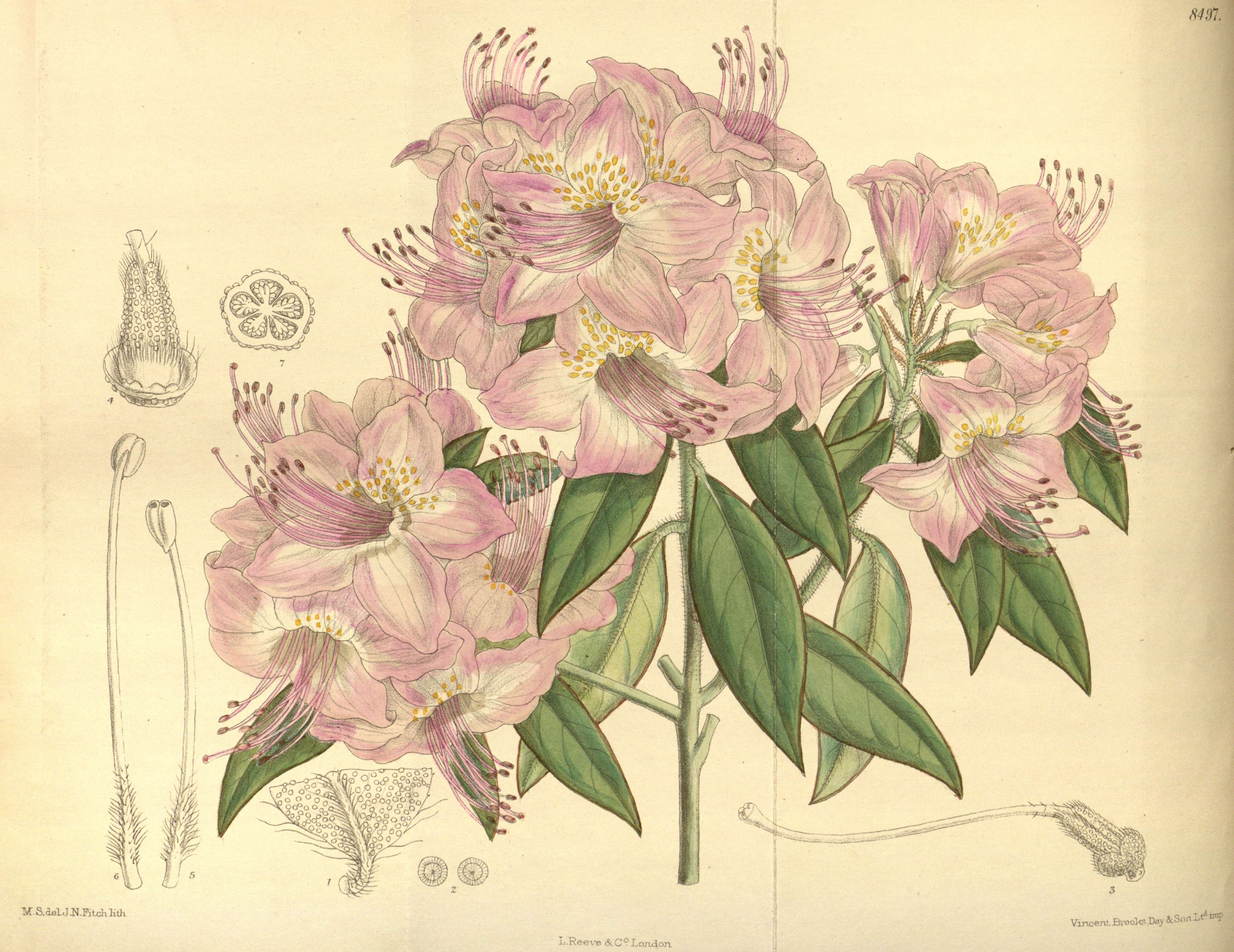 صورة Rhododendron augustinii Hemsl.