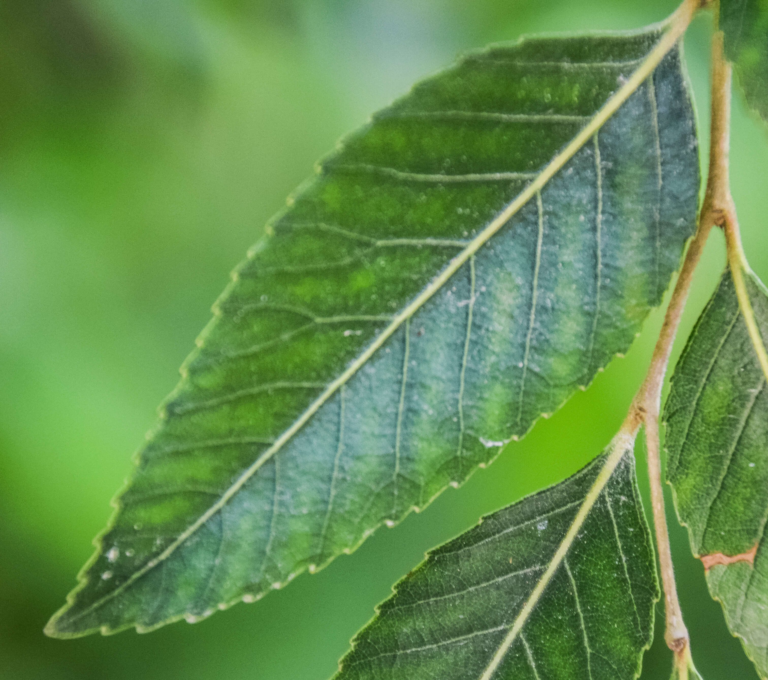 Imagem de Nothofagus moorei (F. Muell.) Krasser